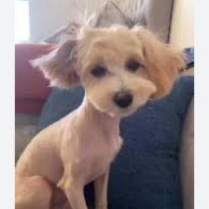 Image of Carman, Lost Dog