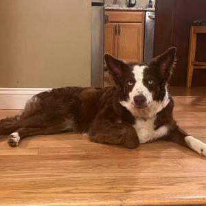Lost Dog Bonnie