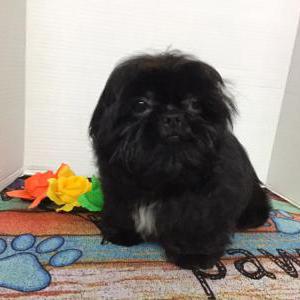 Image of Midnight, Lost Dog