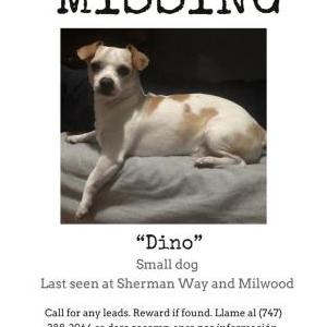 Lost Dog Dino