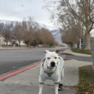 Image of Lilly, Lost Dog