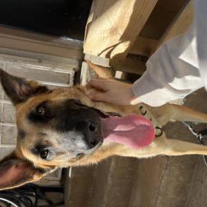 Lost Dog Kika