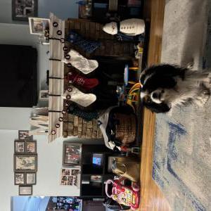 Lost Dog Sunny