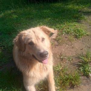 Image of Boy, Lost Dog