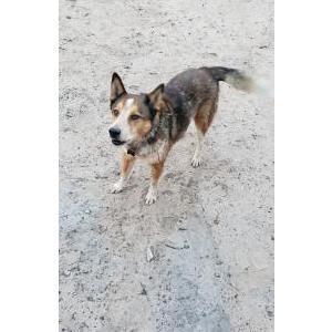Lost Dog Kai