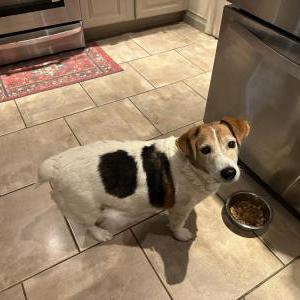 Image of Unknown, Found Dog