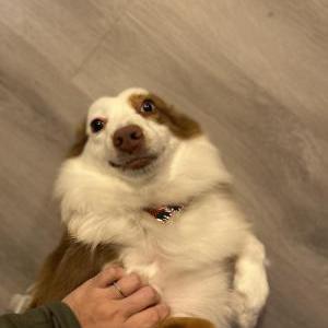 Lost Dog Lisa F