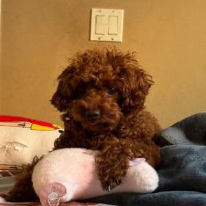 Lost Dog Muffin