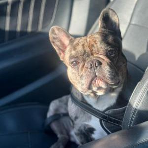Lost Dog Kilo