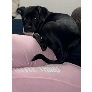 Lost Dog Charlotte