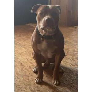 Image of Dukie, Lost Dog