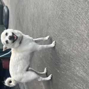 Found Dog Unknown