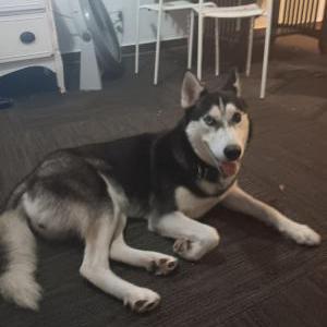 Image of Luna, Lost Dog