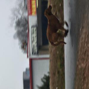 Found Dog Unknown