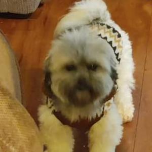 Lost Dog Dallas