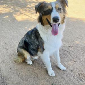 Lost Dog Cowboy