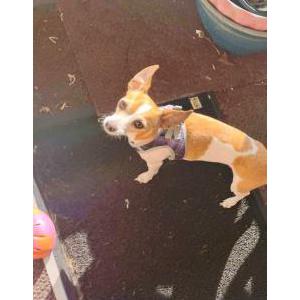 Image of Toby, Lost Dog