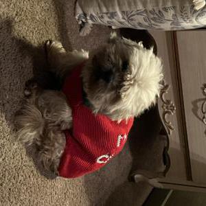 Image of Jerry, Lost Dog