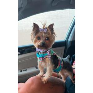 Lost Dog Harley