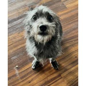 Lost Dog Milo