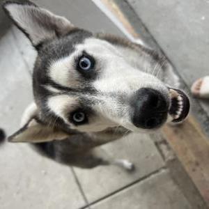 Lost Dog Renesmee