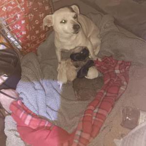 Lost Dog Missy