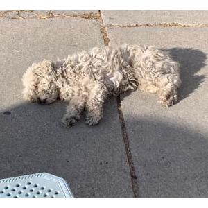 Lost Dog Smidge