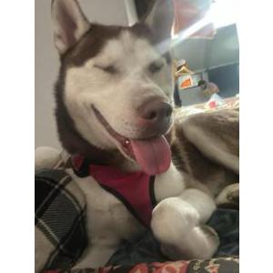 Image of Yukon, Lost Dog