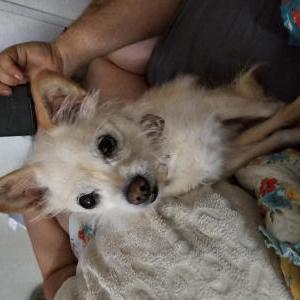 Lost Dog Henry