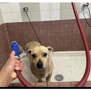 Lost Dog Mocha