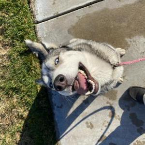 Found Dog Unknown