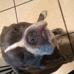 Image of Future, Lost Dog