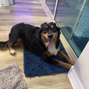 Found Dog Unknown