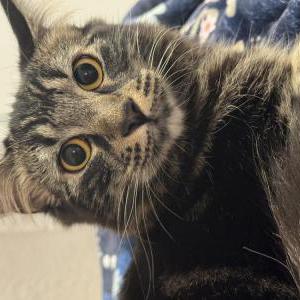 Image of Figaro, Lost Cat