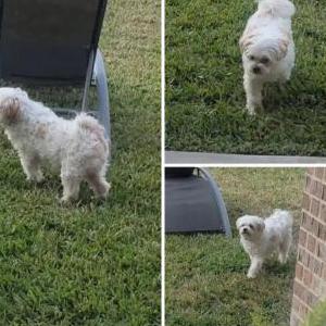 Found Dog Unknown