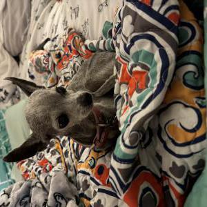 Lost Dog Bella