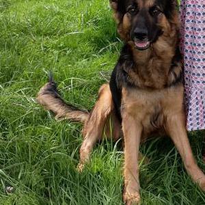 Lost Dog Mia