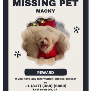 Lost Dog Macky