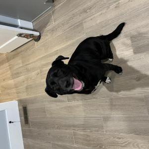 Image of Lola, Lost Dog