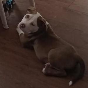 Image of Charlie Brown, Lost Dog