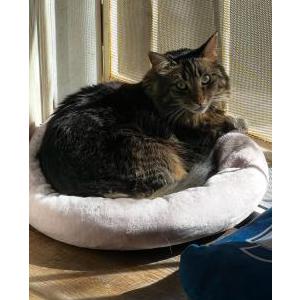 Image of Jupiter, Lost Cat