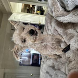 Lost Dog Tori