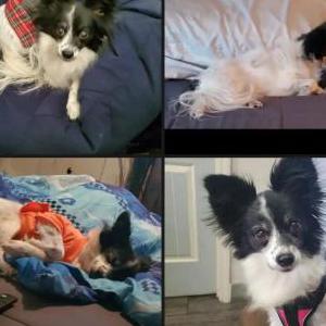 Lost Dog Nala