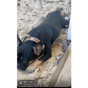Lost Dog Ghost