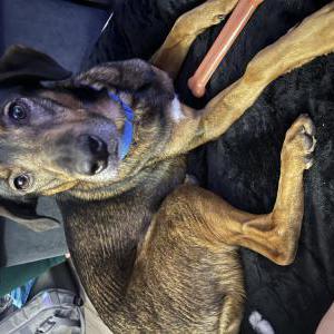 Lost Dog Danni
