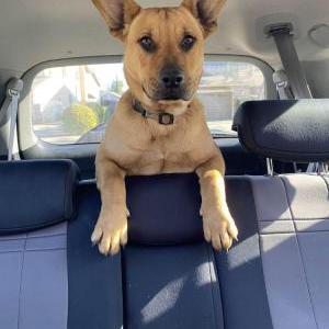 Found Dog Unknown