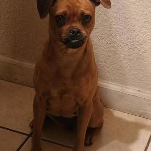 Found Dog Unknown