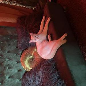 Image of Sniper, Lost Cat