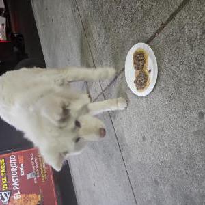 Found Dog Angela