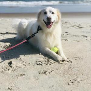 Image of Wriggley, Lost Dog